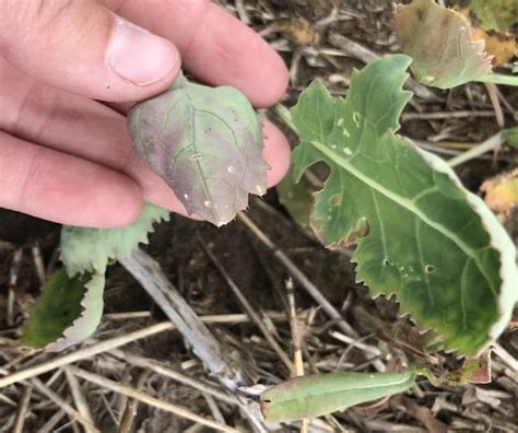 Sulphur deficiency and late top ups | Canola Council of Canada