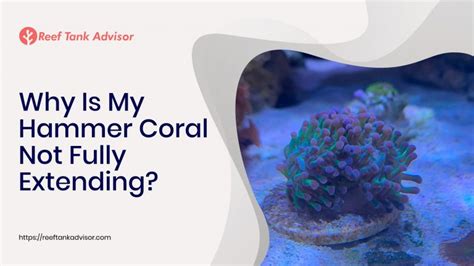 Why Is My Hammer Coral Not Fully Extending? | Reef Tank Advisor