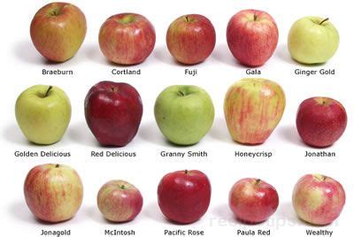 Choose the Best Apple - How To Cooking Tips - RecipeTips.com