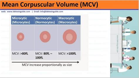 MCV Test Purpose, Calculation and more | Lab Tests Guide