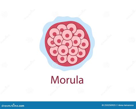 Morula stock vector. Illustration of 4cell, child, morula - 255250925