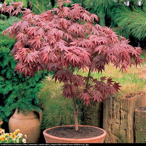 Klon palmowy Atropurpureum - Acer palmatum Atropurpureum