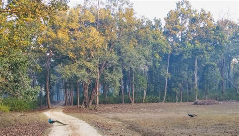 All About Kanha Kisli National Park | Tiger Reserve |A Two Day & one ...