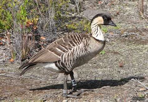 Hawaiʻi Birding Trails | Hawaiian goose