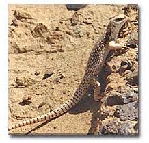 Desert Iguana - DesertUSA