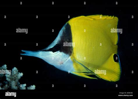 MARINE BUTTERFLYFISH Long nose Stock Photo - Alamy