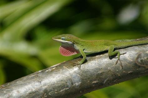 Florida Gecko | Florida gecko, Gecko, Animals