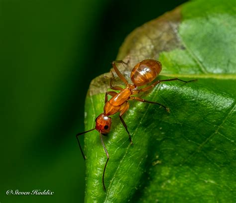 Red Ants | Backcountry Gallery Photography Forums