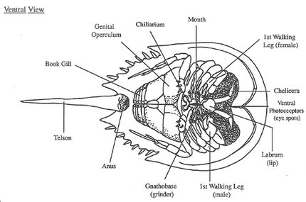 Limulus polyphemus - Excretory Systems