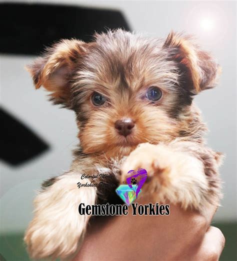 EXOTIC CHOCOLATE YORKIES FOR SALE, CALIFORNIA,GREEN EYED CHOCO YORKIE TERRIER PUPPIES ...