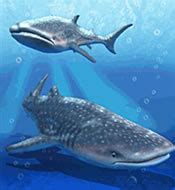 PEZT - animal information - Whale Shark