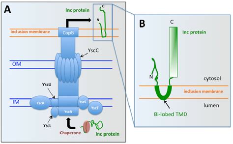 Chlamydia Type 3 Secretion System. (A) The Type 3 Secretion System... | Download Scientific Diagram