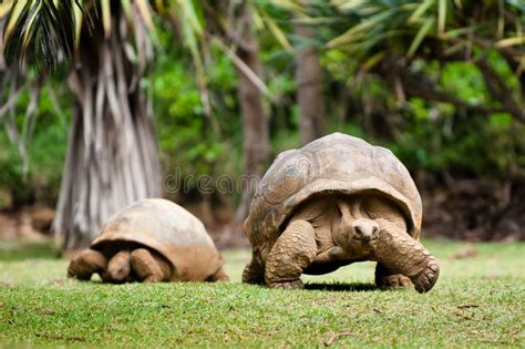 Giant tortoise stock image. Image of nature, tortoise - 21609641