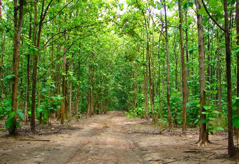 Guadua Bamboo vs Teak Plantations