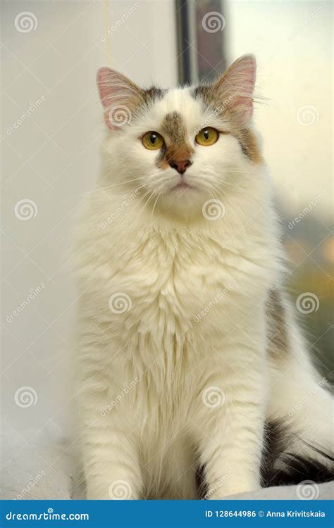 Turkish Van cat breed stock photo. Image of beautiful - 128644986