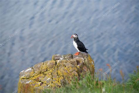 Puffin bird in Iceland Stock Photo by ©luislouro 92526926