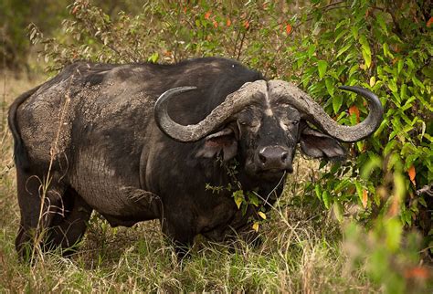 Elsen Karstad's 'Pic-A-Day Kenya': Cape Buffalo- Nairobi Park, Kenya