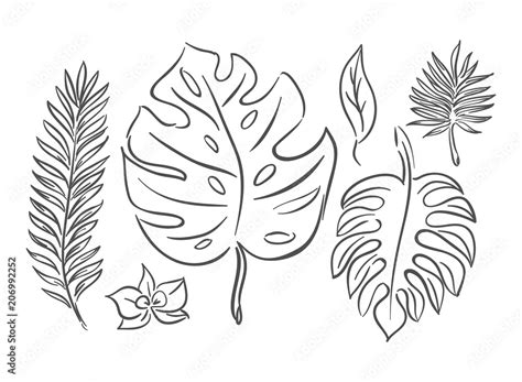 Tropical Leaf Outline