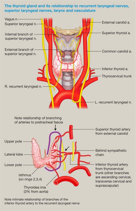 Thyroid disease and surgery - Anaesthesia & Intensive Care Medicine