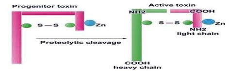 Botulinum toxin structure (schematic diagram) | Download Scientific Diagram