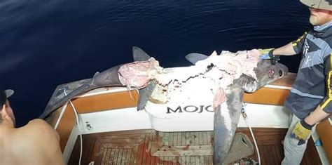 Fishermen Catch Massive Shark Before Realising It’s Been Eaten By Something Even Bigger