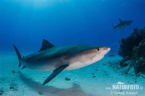 Tiger Shark Photos, Tiger Shark Images, Nature Wildlife Pictures | NaturePhoto