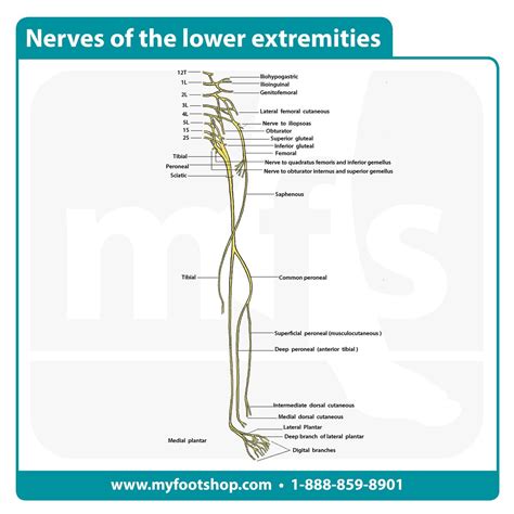 Traumatic drop foot - contusion of the common peroneal nerve | MyFootShop.com