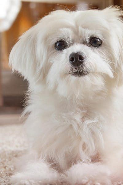 Maltese Dog Names | Popular Male and Female Names | Wag! - Wag! | Maltese dogs, Dog names ...