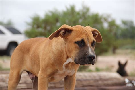 http://www.elitek-9.com/ | American bandogge mastiff, Rottweiler puppies, K9 kennels