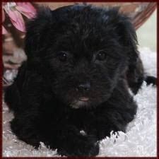 Bichon frise :) Bichon Noir...all black | Bichon frise puppy, Bichon ...