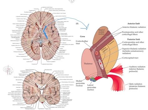 Internal Capsule Fibers