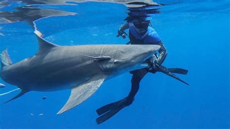 Shark Diving Trips | Daily Cage & Freedive adventures with Florida Sharks!