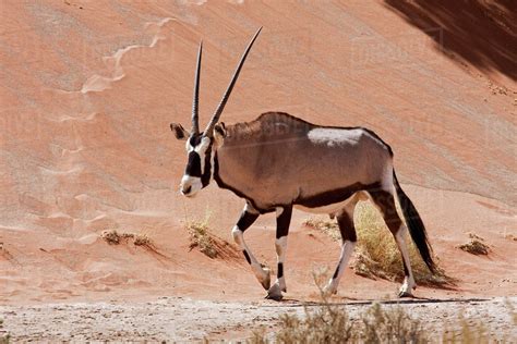 Walking male Oryx (Oryx gazella), Namib Naukluft National Park, Namib Desert, Namibia. - Stock ...