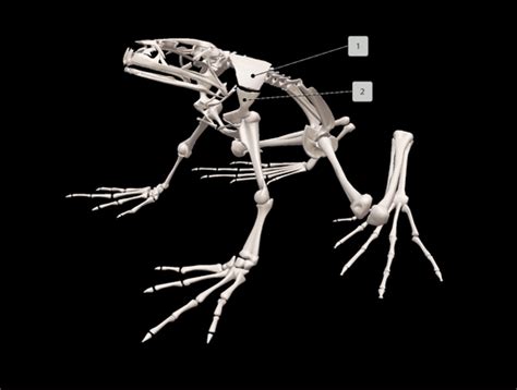 Skeletal System Of A Frog Ventral View