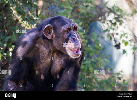 Chimp laughing hi-res stock photography and images - Alamy