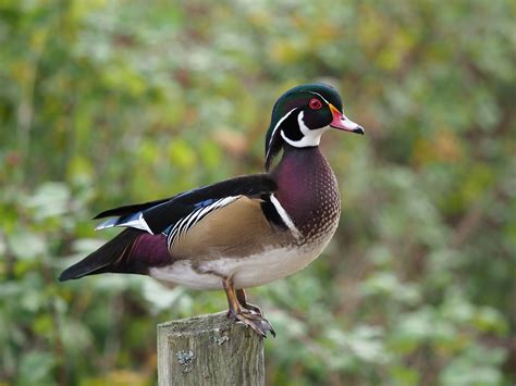 Download Duck Animal Wood Duck HD Wallpaper by wam17