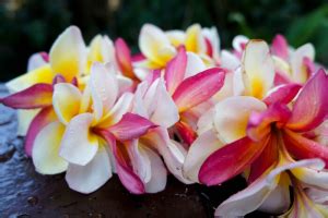 Frangipani Flower Meaning - Flower Meaning