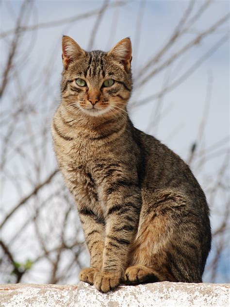 Tabby cat - Wikipedia