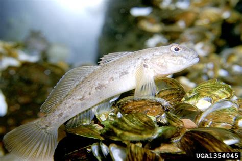 Great Lake Invaders: General Characteristics of the Round Goby