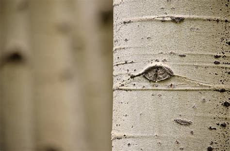 3,800+ Aspen Tree Bark Stock Photos, Pictures & Royalty-Free Images - iStock