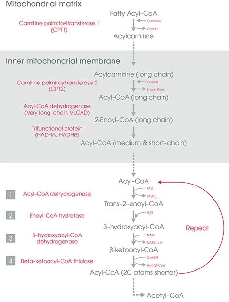 Fatty acid beta oxidation | Abcam