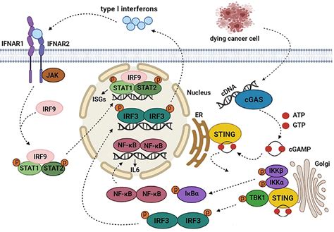 Frontiers | The Function of cGAS-STING Pathway in Treatment of ...