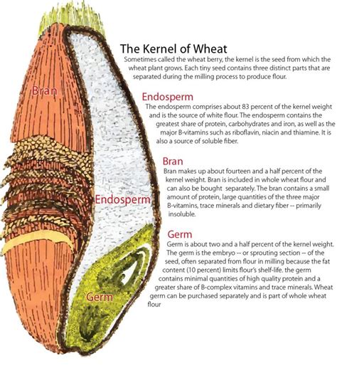 Image result for anatomy of wheat seed | Wheat, Healthy flour, Wheat berries