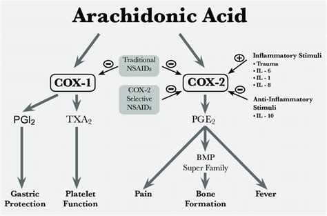 COX-1 and COX-2 pathways | Download Scientific Diagram