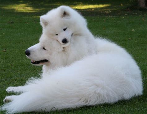 25+ bästa Samoyed dogs idéerna på Pinterest | Samojed, Samojedhund och Hundar