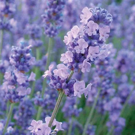 Buy lavender Lavandula angustifolia Melissa Lilac ('Dow4') (PBR): £14.99 Delivery by Crocus