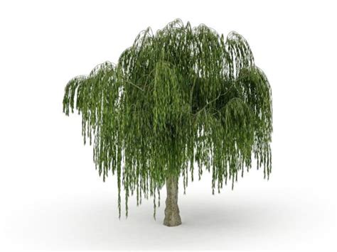 One Dwarf Weeping Willow Tree Cutting Excellent Bonsai Tree - Etsy