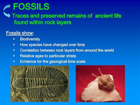 PPT - FOSSILS & RELATIVE DATING PowerPoint Presentation, free download ...