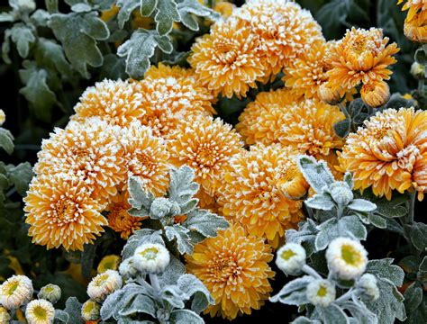 10 Plants That Will Survive Frost - Backyard Boss