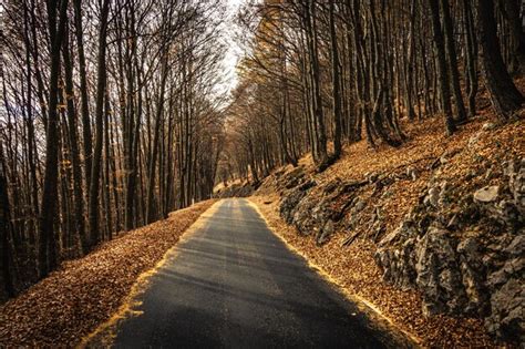 Premium Photo | Road in the autumn landscape